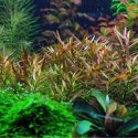 ECO PLANT - ROŚLINA INVITRO MINI KUBEK - LUDWIGIA BREVIPES