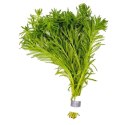 MYRIOPHYLLUM AQUATICUM - INVITRO MAŁY KUBEK