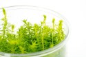 MYRIOPHYLLUM AQUATICUM - INVITRO MAŁY KUBEK