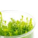 MYRIOPHYLLUM AQUATICUM - INVITRO MAŁY KUBEK