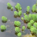 MYRIOPHYLLUM AQUATICUM - INVITRO MAŁY KUBEK