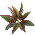 BELLO PLANT - CALATHEA CHERRY RED - ROŚLINA XL DO OBRAZÓW 3D