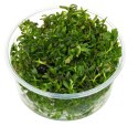 ECO PLANT - LIMNOPHILA AROMATICA - INVITRO MAŁY KUBEK