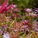 ECO PLANT - LIMNOPHILA AROMATICA - INVITRO MAŁY KUBEK