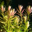 ECO PLANT - LIMNOPHILA AROMATICA - INVITRO MAŁY KUBEK