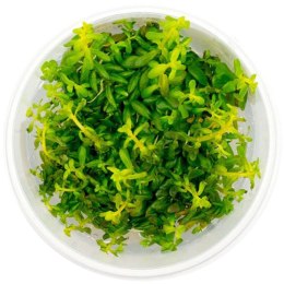 Eco Plant - Rotala Macandra 'Bangladesh' - InVitro mały kubek