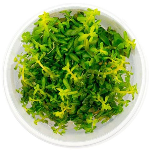 Eco Plant - Rotala sp. 'Shimoga' - InVitro mały kubek