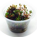 Eco Plant - Rotala Rotundifolia RED - roślina invitro mały kubek