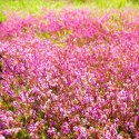 Eco Plant - Rotala Rotundifolia RED - roślina invitro mały kubek