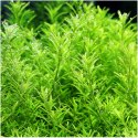 Eco Plant - Rotala Wayanad - roślina invitro mały kubek