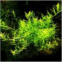 Eco Plant - Rotala Wayanad - roślina invitro mały kubek