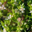 Eco Plant - Crassula Helmsii - InVitro mały kubek