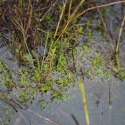 Eco Plant - Crassula Helmsii - InVitro mały kubek