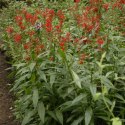 Eco Plant - Lobelia Cardinalis - InVitro mały kubek