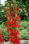 Eco Plant - Lobelia Cardinalis - InVitro mały kubek