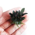 Eco Plant - Bucephalandra sp 'Mini' - roślina invitro mały kubek