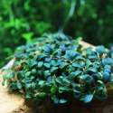 Eco Plant - Bucephalandra sp 'Mini' - roślina invitro mały kubek