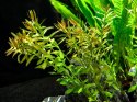 Eco Plant - Ludwigia Acurata - roślina invitro mini kubek