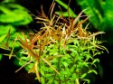 Eco Plant - Ludwigia Acurata - roślina invitro mini kubek