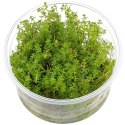 Eco Plant - Myriophyllum Simulans - Invitro mały kubek