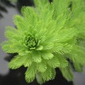 Eco Plant - Myriophyllum Simulans - Invitro mały kubek