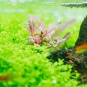 Eco Plant - Hygrophila 'Tiger' - Invitro mały kubek