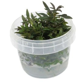 Eco Plant - Limnophila Hippuroides - Invitro mały kubek