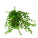 Eco Plant - Bacopa Myriophylloides - duży kubek