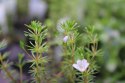 Eco Plant - Bacopa Myriophylloides - duży kubek