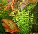 Eco Plant - Bacopa Myriophylloides - duży kubek