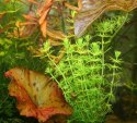 Eco Plant - Bacopa Myriophylloides - duży kubek