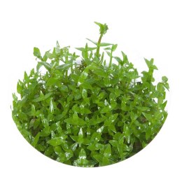 Eco Plant - Gratiola Viscidula - InVitro mały kubek