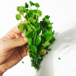 Eco Plant - Bacopa Monnieri - duży kubek