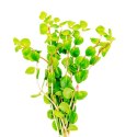 Eco Plant - Rotala Shimoga - duży kubek