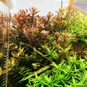 Eco Plant - Rotala Shimoga - duży kubek