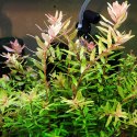 Eco Plant - Rotala Shimoga - duży kubek