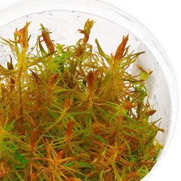 Eco Plant - Rotala Vietnam - InVitro mały kubek