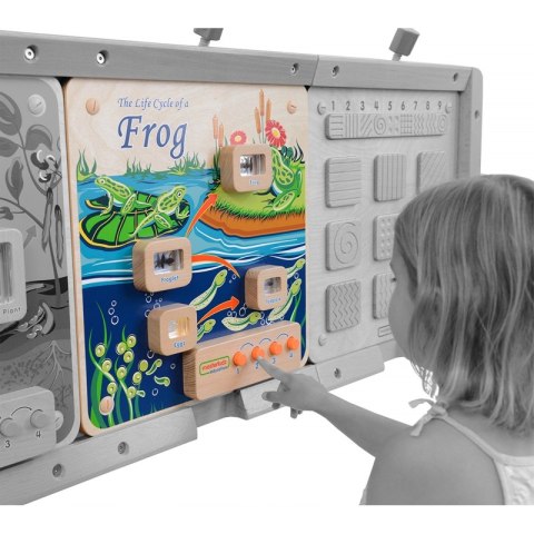 CYKL ŻYCIA ŻABY TABLICA EDUKACYJNA MASTERKIDZ CYKL ŻYCIA ŻABY TABLICA EDUKACYJNA MASTERKIDZ