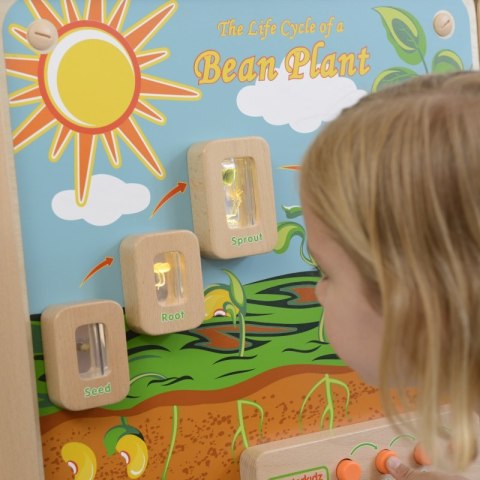 TABLICA EDUKACYJNA CYKL ŻYCIA ROŚLINY MASTERKIDZ TABLICA EDUKACYJNA CYKL ŻYCIA ROŚLINY MASTERKIDZ