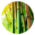 Tropical Forest - Vietnam Bamboo - bambus naturalny