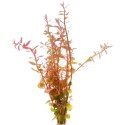 Eco Plant - Rotala Rotundifolia - InVitro mały kubek