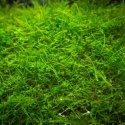 Eco Plant - China Moss - InVitro mały kubek