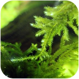 Eco Plant - Peacock Moss - InVitro mały kubek