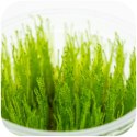 Eco Plant - Taiwan Moss - InVitro mały kubek