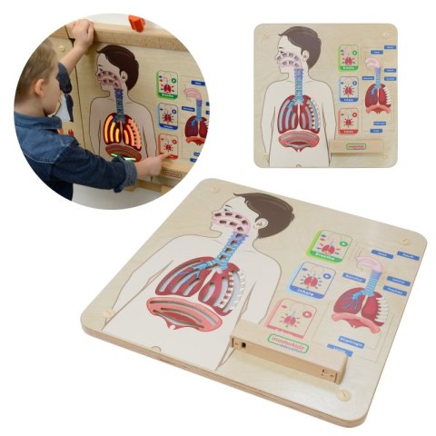 MASTERKIDZ Tablica Edukacyjna Układ Oddechowy MASTERKIDZ Tablica Edukacyjna Układ Oddechowy