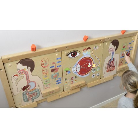MASTERKIDZ Tablica Edukacyjna Układ Oddechowy MASTERKIDZ Tablica Edukacyjna Układ Oddechowy