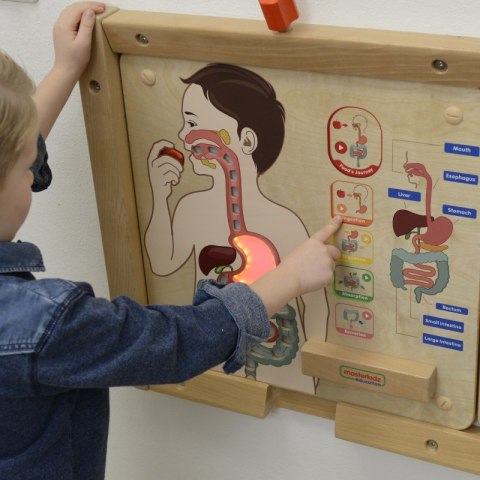 MASTERKIDZ Tablica Edukacyjna Układ Trawienny MASTERKIDZ Tablica Edukacyjna Układ Trawienny