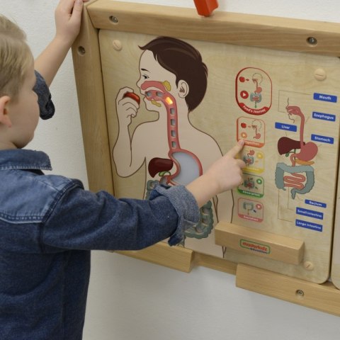 MASTERKIDZ Tablica Edukacyjna Układ Trawienny MASTERKIDZ Tablica Edukacyjna Układ Trawienny