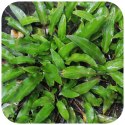 Eco Plant - Cryptocoryne Undulata 'green' - InVitro mały kubek