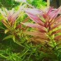 Yokuchi Roślina InVitro - Limnophila Aromatica